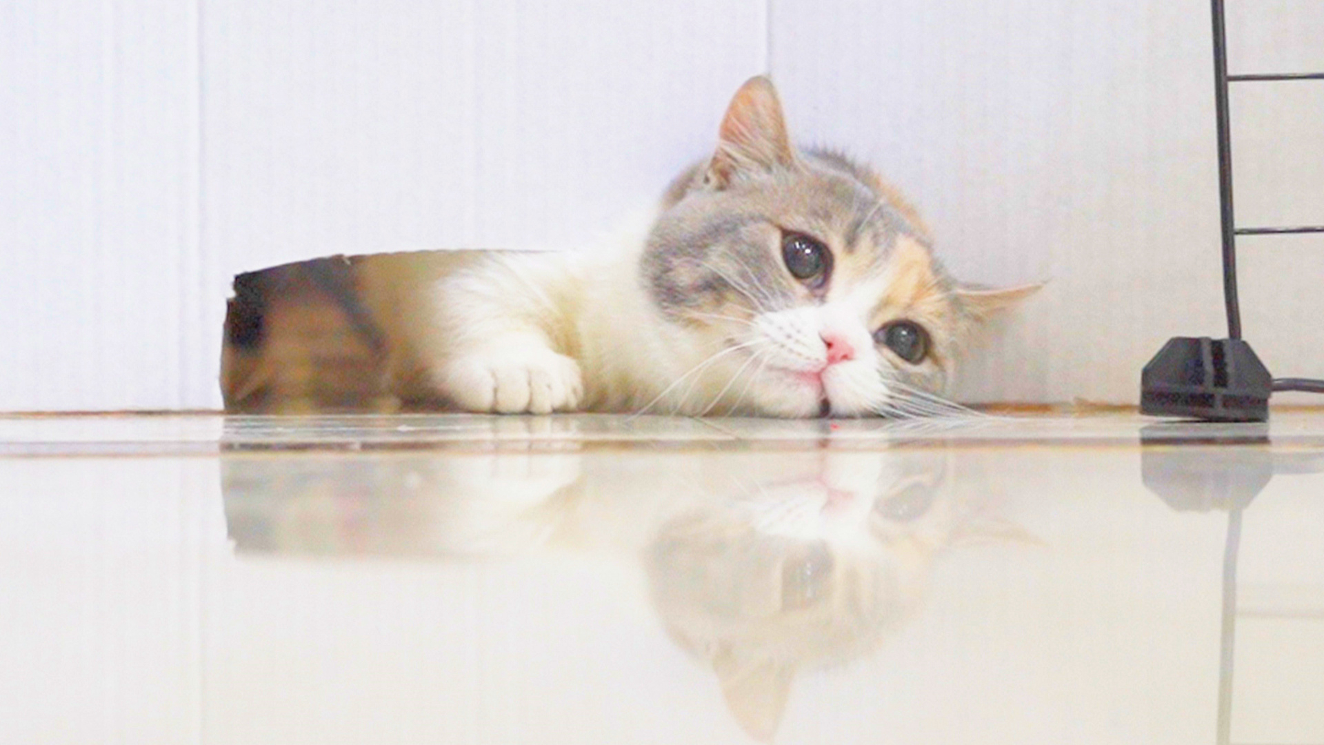猫能把自己压成什么形状?猫:卡住了,身体动不了!